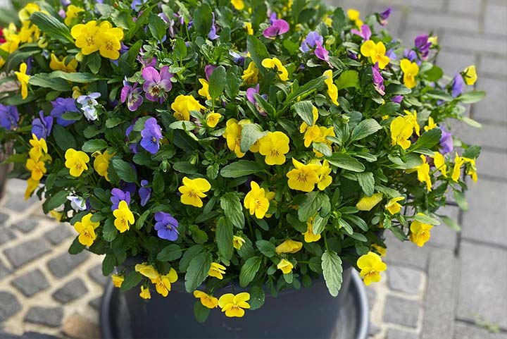 bunte Stiefmütterchen im Blumentopf